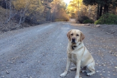 bode